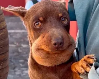 🤩 5456fdfd cão, animal, inchado, picada de abelha, fofo, animal doméstico whatsapp sticker