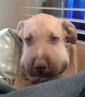 🤩 6209e907 cão, picada de abelha, inchado, filhote, animal, animal de estimação, fofo whatsapp sticker