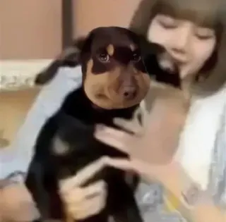 🤩 bdc4e225 cão, animal de estimação, animal, retrato, animal doméstico whatsapp sticker