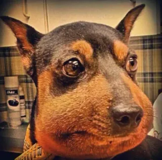 🤩 cb6c18b6 cão, inchado, picada de abelha, alergia, animal, animal de estimação whatsapp sticker