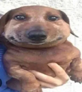 🙁 cd50dedb cão, dachshund, animal, animal de estimação, fofo, cão salsicha whatsapp sticker