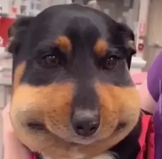 🤩 d3fec902 cão, animal, rosto inchado, picada de abelha, animal de estimação, rottweiler whatsapp sticker