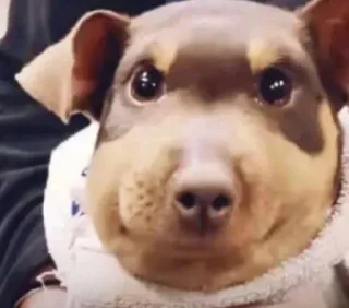 🤩 f1aca8a5 cachorro, filhote, animal, animal de estimação, fofo, animal doméstico whatsapp sticker