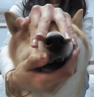 🌸 10efc3f3 perro, shiba inu, mascota, animal, manos, divertido, juguetón telegram sticker