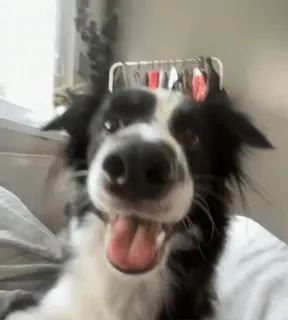 😎 47dab96a perro, border collie, mascota, animal, retrato, primer plano telegram sticker