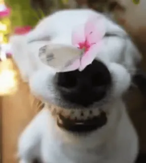 🌺 4e8d336d perro, animal, mariposa, flor, lindo, mascota telegram sticker