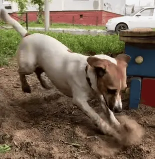 ⚡ 7355c893 perro, jugando, animal, mascota, arena, aire libre, día telegram sticker