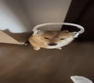 🎧 74212fb3 perro, cubo, shiba inu, animal, mascota, divertido telegram sticker