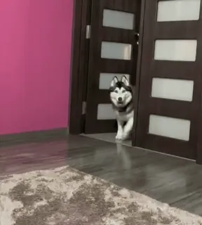 😀 8a6e25ff Husky, Perro, Mascota, Animal, Interior, Animal doméstico telegram sticker