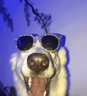 😎 954600f5 perro, gafas de sol, animal, mascota, cool, divertido telegram sticker