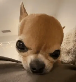 👹 a6e2d0fa perro, chihuahua, mascota, animal, lindo telegram sticker