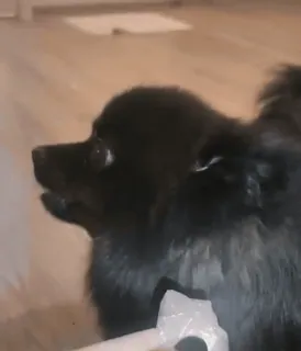 🤬 aea0776f perro, mascota, animal, perro negro telegram sticker