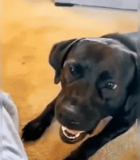 😤 cadf9dbf perro, mascota, animal, labrador, animal doméstico, cara de perro telegram sticker