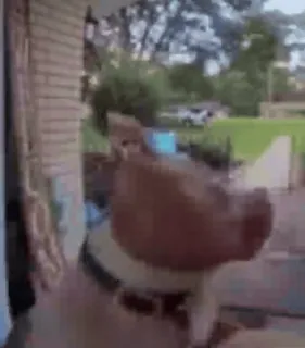 😳 d4b351c7 cerdo, animal, mascota, animal de granja, animal doméstico telegram sticker