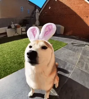 🐰 e802988a perro, orejas de conejo, mascota, animal, pascua, Shiba Inu telegram sticker