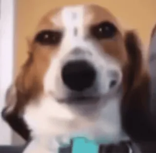 😈 f88183fd perro, beagle, animal, lindo, mascota, retrato telegram sticker