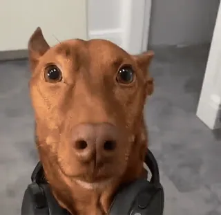 🎧 fa26f6cc perro, auriculares, mascota, animal, lindo, retrato telegram sticker