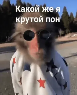 😅 0781a2de Какой же я крутой пон monyet, kacamata hitam, keren, hewan, rusia, kera telegram sticker