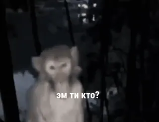 😱 192918f5 Эм ти кто? monyet, meme, pertanyaan, siapa, binatang, lucu telegram sticker