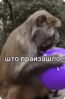⁉ 45b01517 што праизашло monyet, balon, rusia, lucu, hewan telegram sticker