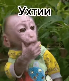 ❤️ 50d20600 Ухтии monyet, imut, meme, hewan, lucu, keheranan telegram sticker