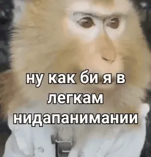 🌟 6db02a19 ну как би я в легкам нидапанимании monyet, kera, binatang, teks, lucu telegram sticker