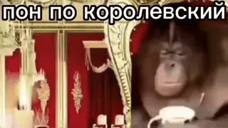 🌟 72a24d49 ПОН ПО королевский Orangutan, Meme, Binatang, Tahta, Kerajaan, Lucu telegram sticker