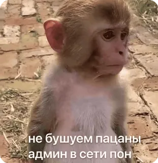 🌟 7c8ce039 не бушуем пацаны админ в сети пон monyet, meme, rusia, binatang, lucu telegram sticker