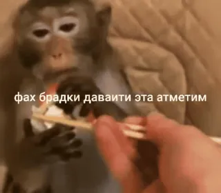 😍 832e2dcb фах брадки давайте эта атметим monyet, bahasa ofensif, meme, binatang, sumpit, makan telegram sticker