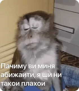🌟 86074417 Пачиму ви миня абижаити, я ши ни такои плахои monyet, meme, sedih, binatang, menangis, primata, kutipan telegram sticker