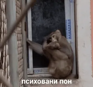 😍 95c1114e психовани пон monyet, jendela, hewan, primata telegram sticker