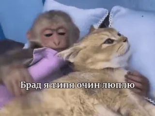 😎 aa0307f4 Брад Я Типя Очин Люплю monyet, kucing, kasih sayang, persahabatan, hewan telegram sticker