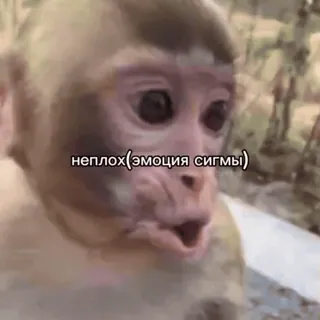 ❤️ bd9e0775 неплох(эмоция сигмы) monyet, meme, wajah sigma, reaksi, lucu, hewan telegram sticker