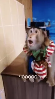 😱 d021c956 ЧООООО monyet, binatang, berteriak, menjerit telegram sticker