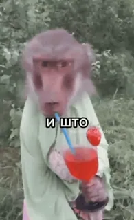 😁 d3bab8b9 И ШТО monyet, minum, koktail, lucu, binatang telegram sticker
