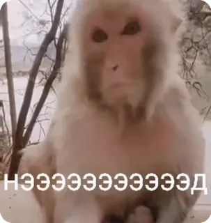 🌟 d9abb6ec НЭЭЭЭЭЭЭЭЭЭЭЭЭЭЭЭД monyet, kera, binatang, mamalia telegram sticker