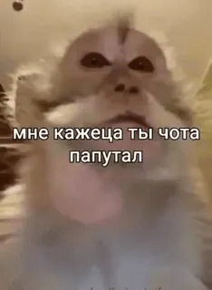 😒 df886fe2 мне кажеца ты чота папутал monyet, meme, lucu, binatang telegram sticker