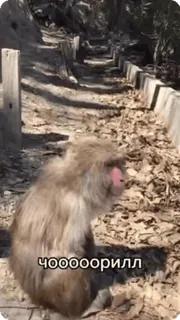 😱 eff3156f Чооооорилл monyet, binatang, alam telegram sticker