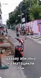 🌟 f24b3f39 yaaаау абизяна на матацикли пон motor, jalan, skuter, urban telegram sticker