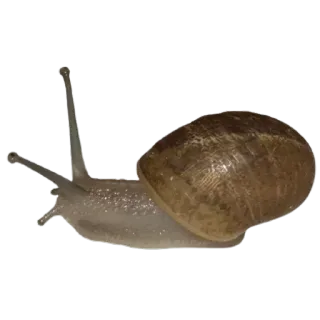 🤩 ab607a69 siput, binatang, cangkang, lambat, satwa liar, alam whatsapp sticker