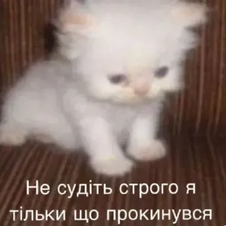 😢 0c39dbc7 Не судіть строго я тільки що прокинувся gato, gatinho, fofo, sonolento, acordado telegram sticker