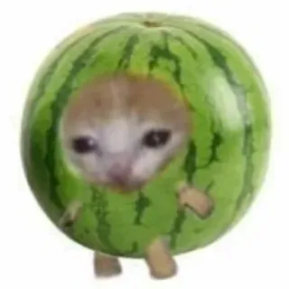 😢 18034f80 gato, melancia, triste, meme, fofo, animal, animal de estimação telegram sticker