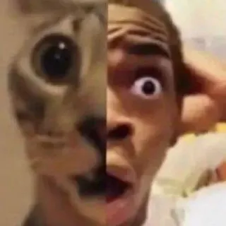 😦 18df4e09 gato, meme, engraçado, reação, surpresa, humano, rosto telegram sticker