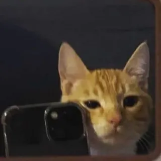 ☹️ 4e6f9933 gato, selfie, animal, espelho, animal de estimação, gato laranja telegram sticker