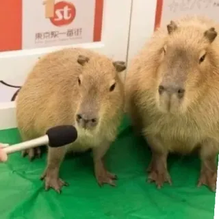 🤐 60196b02 capivara, roedor, animal, entrevista, microfone, fofo telegram sticker