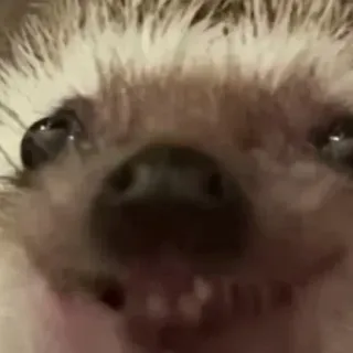 🙂 6f5f5709 ouriço, animal, fofo, mamífero, animal de estimação, vida selvagem telegram sticker