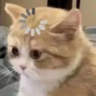 🧐 71dbdccc gato, carregando, esperando, internet, erro, fofo, meme telegram sticker