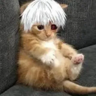 😩 7bcbec5e gato, gatinho, anime, peruca, fofo, animal de estimação, animal telegram sticker