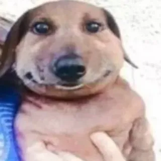 🙂 9435faf9 cão, picada de abelha, dachshund, inchado, alergia, animal de estimação, animal telegram sticker