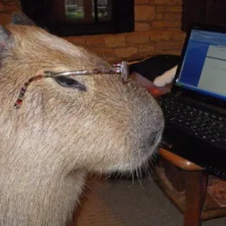 🤓 a0dbb892 capivara, roedor, animal, óculos, computador, laptop, mamífero, engraçado telegram sticker
